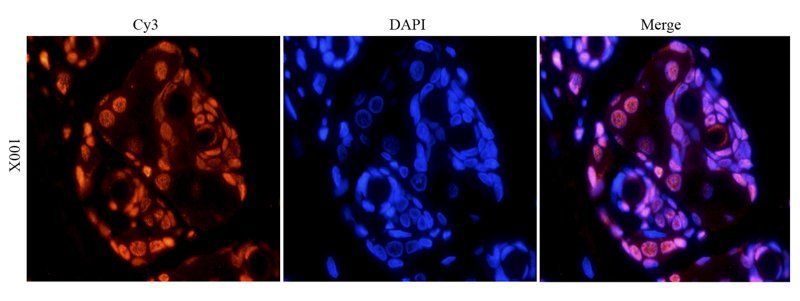 HMGB1 antibody