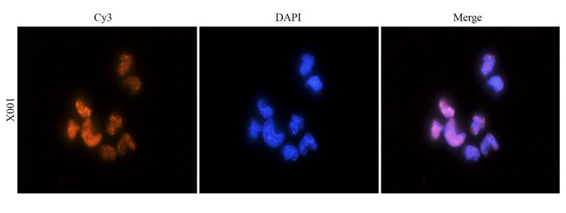 HMGB1 antibody