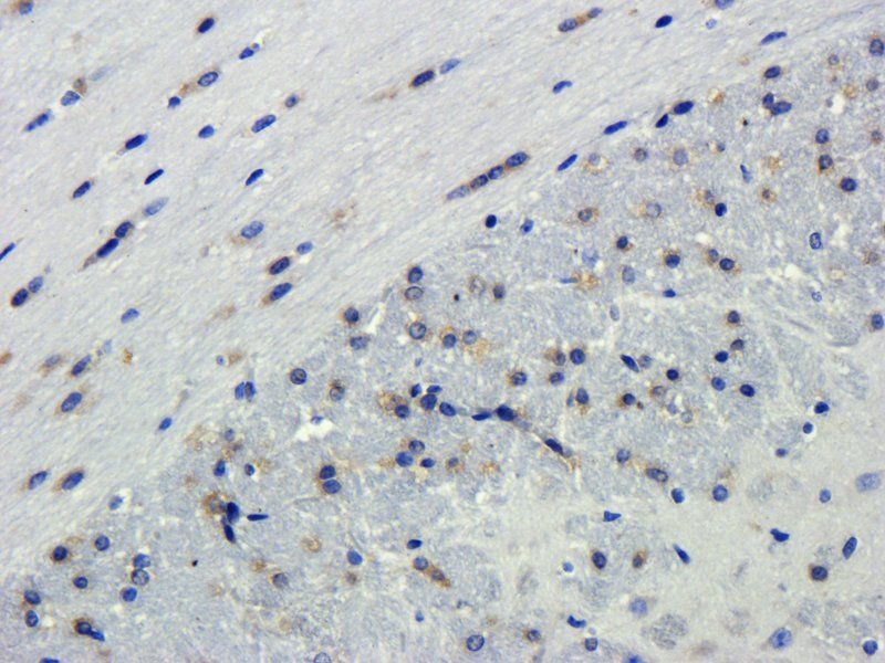 HMGB1 antibody