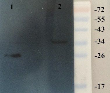 HMGB1 antibody