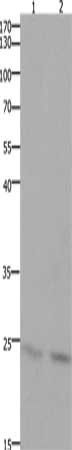 HMGB3 Antibody