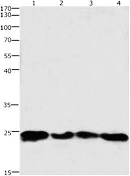 HMGB3 Antibody