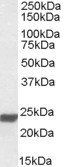 HMGB3/HMG4 Antibody