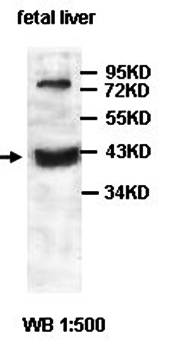 HMGCLL1 antibody