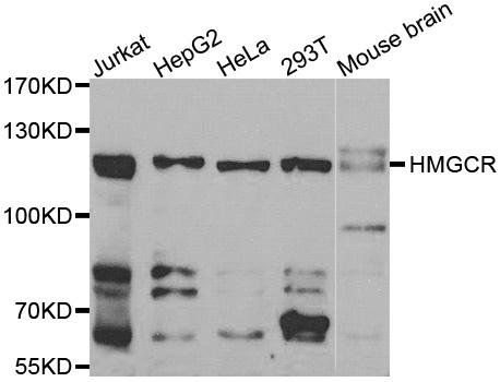 HMGCR antibody