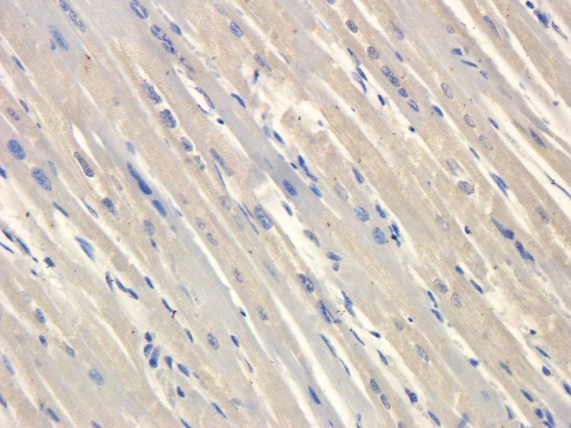 HMGCR (phospho-Ser872) antibody