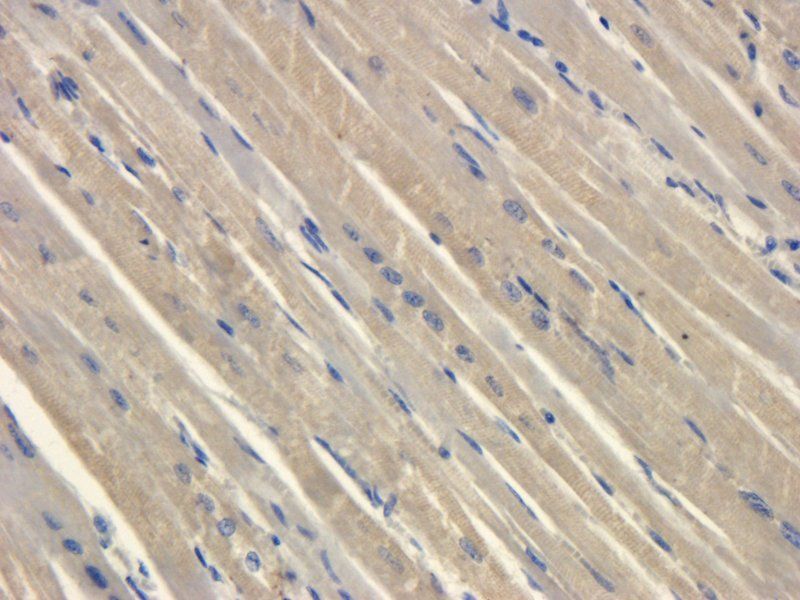 HMGCR (phospho-Ser872) antibody