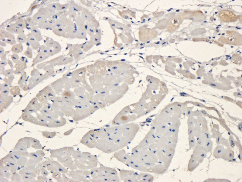 HMGCR (phospho-Ser872) antibody