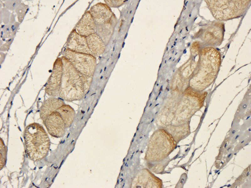 HMGCR (phospho-Ser872) antibody