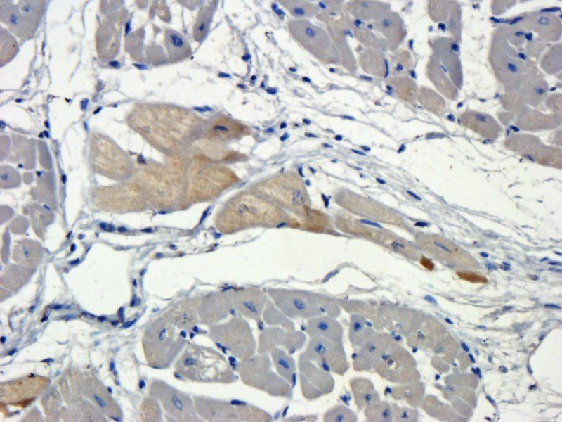 HMGCR (phospho-Ser872) antibody
