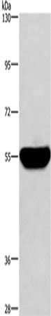 HMGCS1 Antibody
