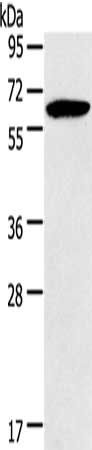 HMGCS2 Antibody