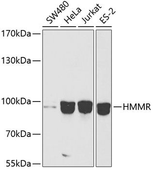 HMMR antibody