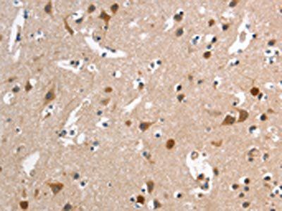 HMMR Antibody