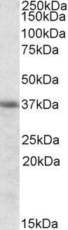 HMOX2 Antibody