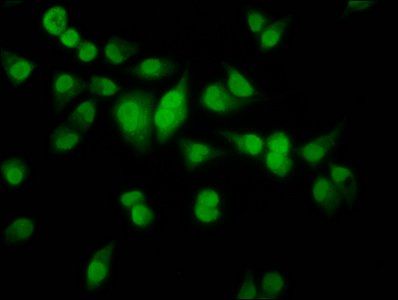 HMX2 Antibody