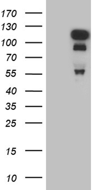 HNF4A Antibody