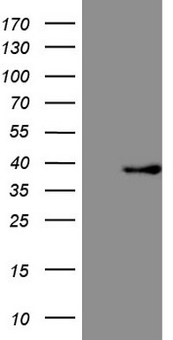 HNF4A Antibody
