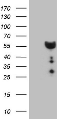 HNF4A Antibody