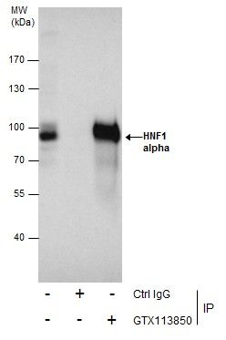 HNF1 alpha antibody [N1N3]