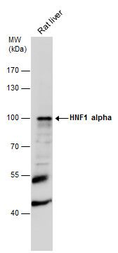 HNF1 alpha antibody [N1N3]