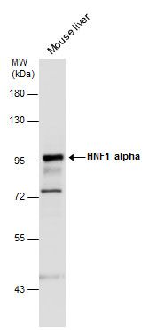 HNF1 alpha antibody [N1N3]