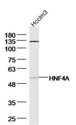 HNF4 antibody