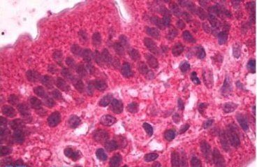 Goat anti-HNF4A Antibody