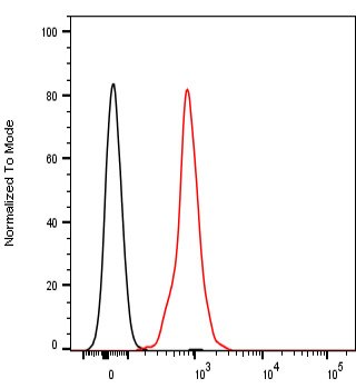 Anti-human NKG2D antibody