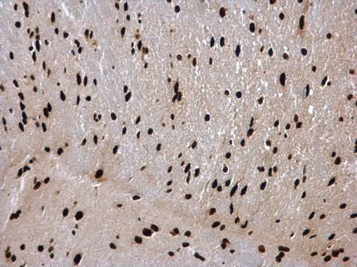 hnRNP C1/C2 antibody