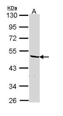 hnRNP F antibody