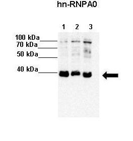 HNRNPA0 antibody