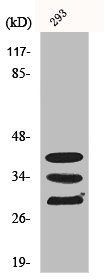 HNRNPA1 Antibody