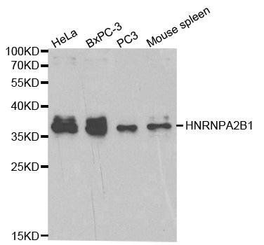 HNRNPA2B1 antibody