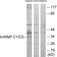 HNRNPC Antibody