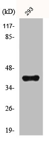 HNRNPD Antibody