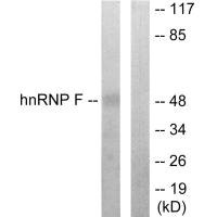 HNRNPF Antibody
