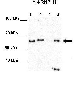 HNRNPH1 antibody