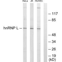 HNRNPL antibody
