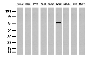 HNRNPH1 Antibody