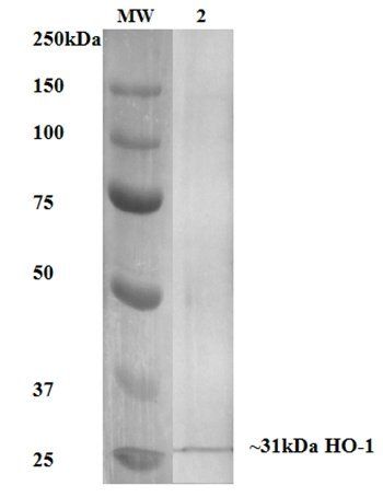 HO-1 Antibody