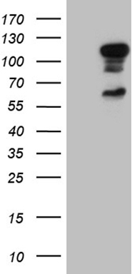 HOXC10 Antibody
