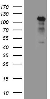 HOXC10 Antibody