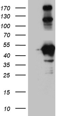 HOMER1 Antibody