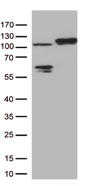 HOMER1 Antibody
