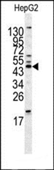 HOMER1 antibody