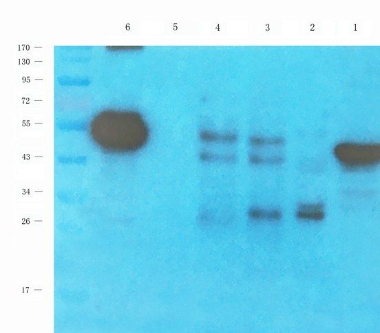 HOMER1 antibody