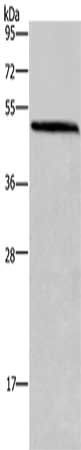 HOMER1 antibody