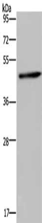 HOMER1 Antibody