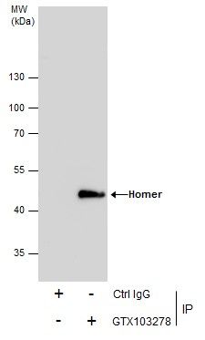 Homer1 antibody